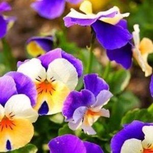 Meet your Posher, Candy